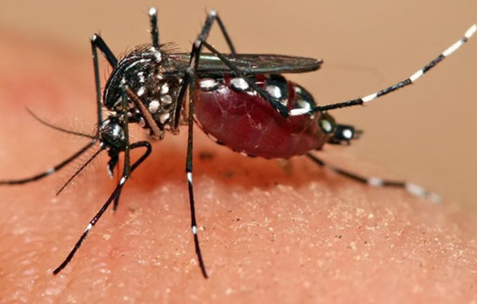 Evidence suggests that Zika virus is spread both by the Aedes mosquito and through sexual contact. © Muhammad Mahdi Karim 