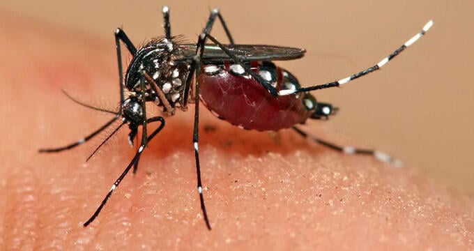 Evidence suggests that Zika virus is spread both by the Aedes mosquito and through sexual contact. © Muhammad Mahdi Karim 